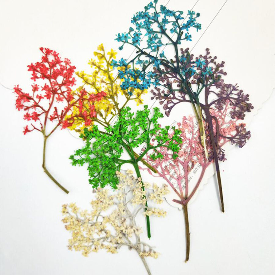 Phone Accessories Baby - 60pcs Pressed Dried Elderflower With Stalk