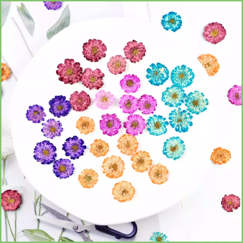 Phone Accessories Baby - 12pcs/1-2cm,Pressed Daisy Chamomile Mini Dry Flower