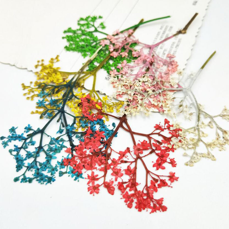 60pcs Pressed Dried Elderflowe - Phone Accessories Baby ulasan dan harga