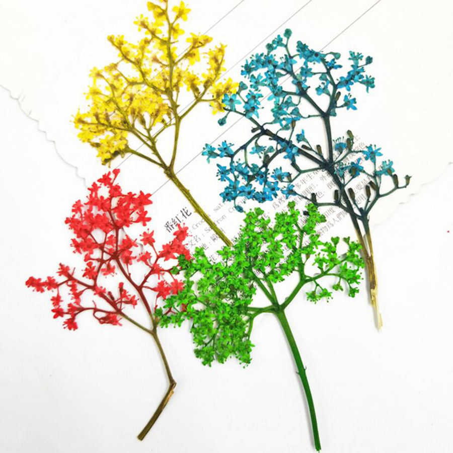 60pcs Pressed Dried Elderflowe - Phone Accessories Baby ulasan dan harga