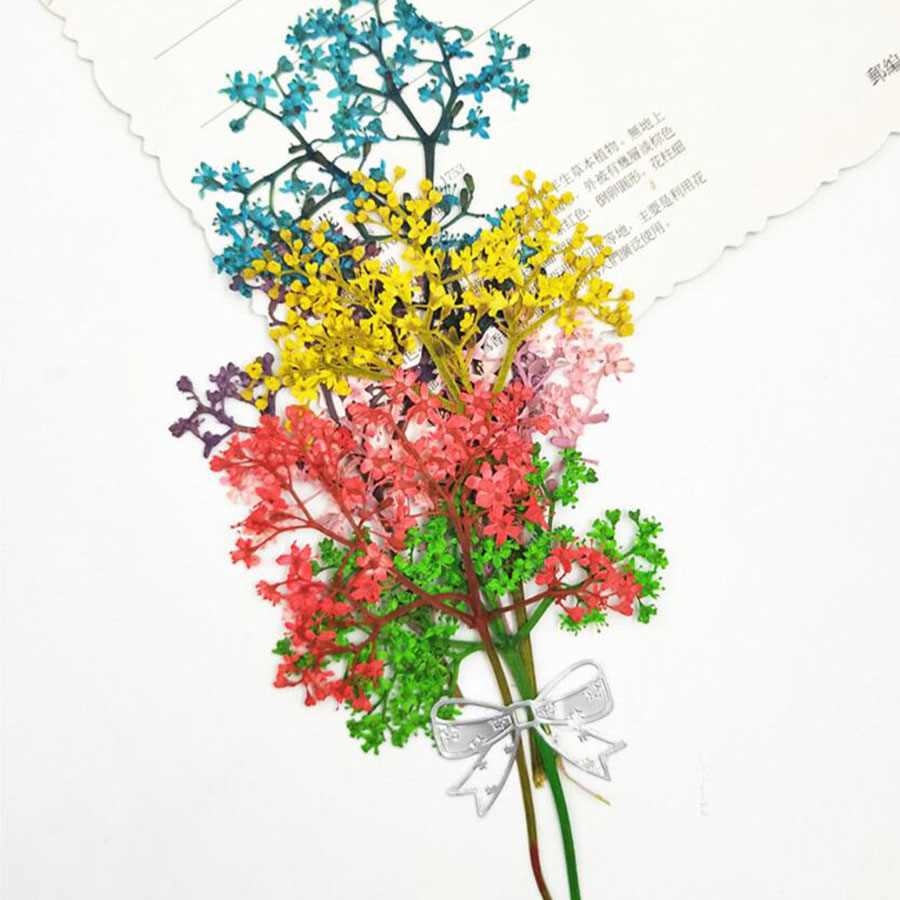 60pcs Pressed Dried Elderflowe - Phone Accessories Baby ulasan dan harga