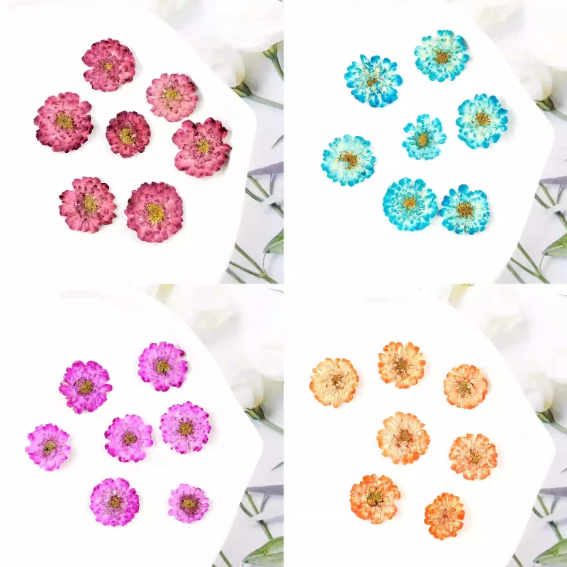 12pcs/1-2cm,Pressed Daisy Cham - Phone Accessories Baby ulasan dan harga