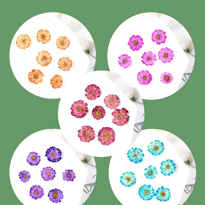 12pcs/1-2cm,Pressed Daisy Cham - Phone Accessories Baby ulasan dan harga